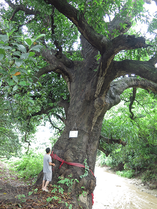 这棵芒果上千岁傣家青年树下会1.jpg 这棵芒果上千岁傣家青年树下会1.jpg