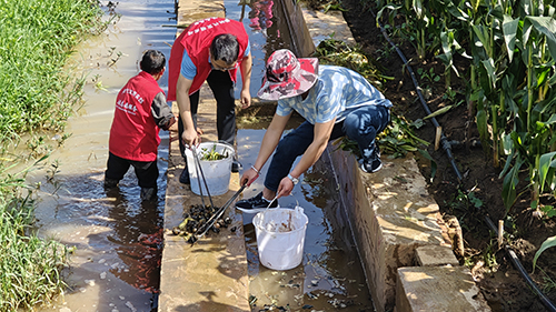 宁海街道开展福寿螺专项清理行动.jpg 宁海街道开展福寿螺专项清理行动.jpg