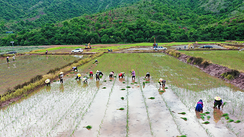 良田焕生机绘就好“丰”景.jpg 良田焕生机绘就好“丰”景.jpg