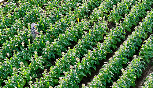 强化中耕管理确保提质增效.jpg 强化中耕管理确保提质增效.jpg