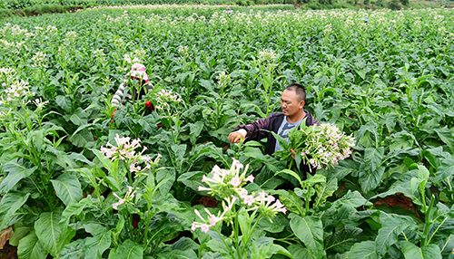 强化中耕管理确保提质增效1.jpg 强化中耕管理确保提质增效1.jpg