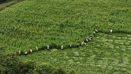 建兴乡打造艾草种植示范基地.jpg 建兴乡打造艾草种植示范基地.jpg