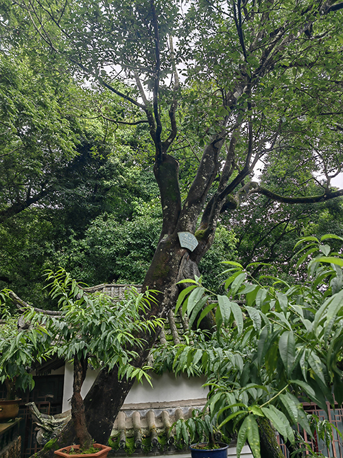 四百岁的徒留传奇 五百岁的生机勃勃.jpg 四百岁的徒留传奇 五百岁的生机勃勃.jpg