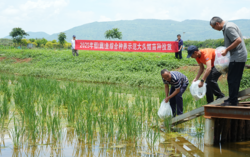 6万多尾大头鲤鱼苗“游”进农田.png 6万多尾大头鲤鱼苗“游”进农田.png