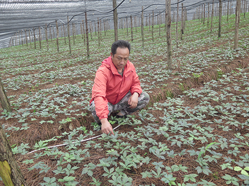 咪哩乡大力发展中药材产业.jpg 咪哩乡大力发展中药材产业.jpg