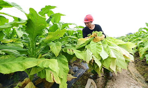 烟农忙“赶烤”.jpg 烟农忙“赶烤”.jpg