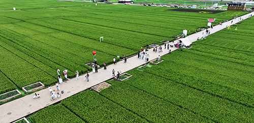 夏日美景引客来.jpg 夏日美景引客来.jpg