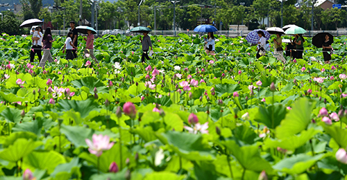 夏日美景引客来1.jpg 夏日美景引客来1.jpg