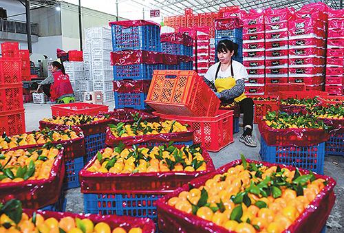 一颗小柑橘 成就大产业.jpg 一颗小柑橘 成就大产业.jpg