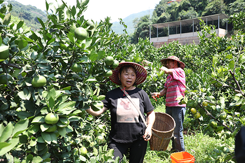 种好柑橘致富树守 牢防返贫底线.jpg 种好柑橘致富树守 牢防返贫底线.jpg
