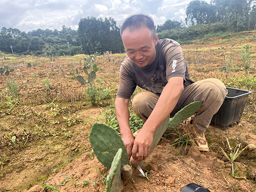 种植食用仙人掌 特色农业促增收.jpg 种植食用仙人掌 特色农业促增收.jpg