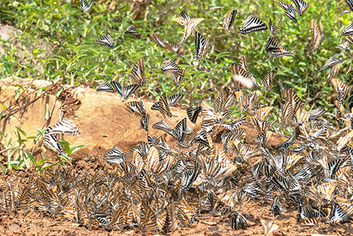 “群蝶共舞”奇观再现 共赴一场浪漫约会.jpg “群蝶共舞”奇观再现 共赴一场浪漫约会.jpg