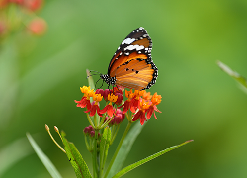 “群蝶共舞”奇观再现 共赴一场浪漫约会1.jpg “群蝶共舞”奇观再现 共赴一场浪漫约会1.jpg
