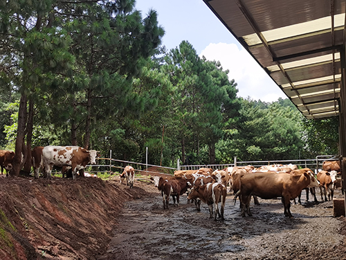 生态优先推进多元发展绿美助力实现富民兴村2.jpg 生态优先推进多元发展绿美助力实现富民兴村2.jpg