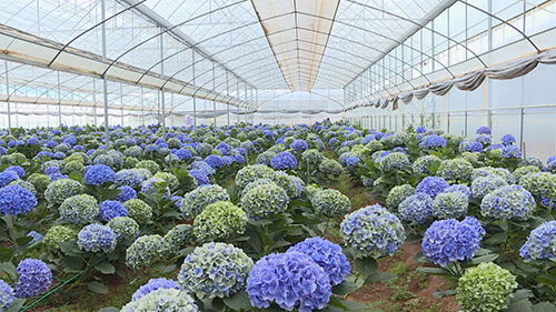 光山村绣球绽放致富花.jpg 光山村绣球绽放致富花.jpg