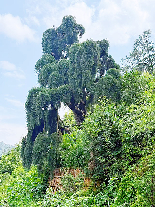 龙形奇树披“蓑衣”.jpg 龙形奇树披“蓑衣”.jpg