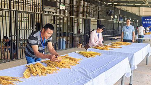 132名选手烟叶评级竞技.jpg 132名选手烟叶评级竞技.jpg