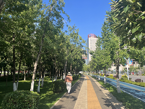 市民支招:工作人员定期清理银杏果.jpg 市民支招:工作人员定期清理银杏果.jpg