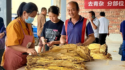 开磅收烟!易门县烟叶收购工作全面启动.jpg 开磅收烟!易门县烟叶收购工作全面启动.jpg