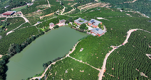 褚橙庄园绘就农旅融合新图景.jpg 褚橙庄园绘就农旅融合新图景.jpg