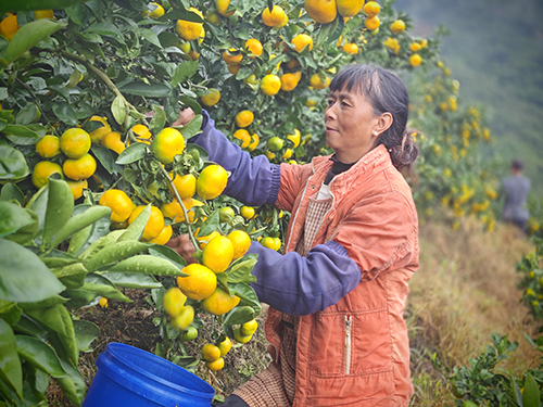 落凤村柑橘喜迎丰收.jpg 落凤村柑橘喜迎丰收.jpg