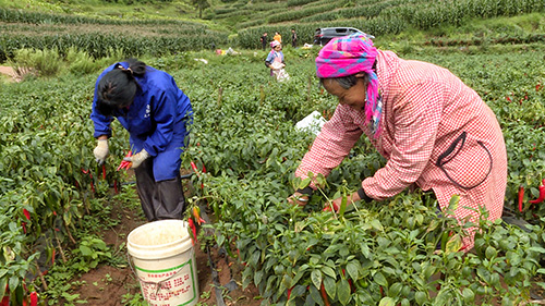 火红辣椒“丰”景好 映红村民致富路.jpg 火红辣椒“丰”景好 映红村民致富路.jpg