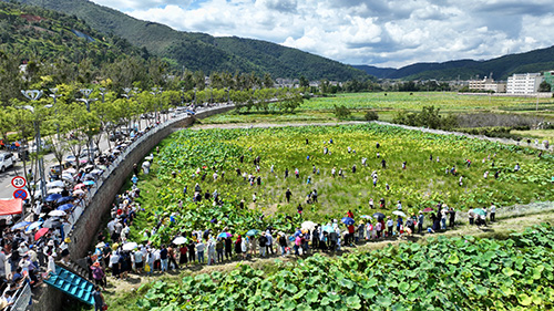 丰收峨山 荷韵飘香2.jpg 丰收峨山 荷韵飘香2.jpg