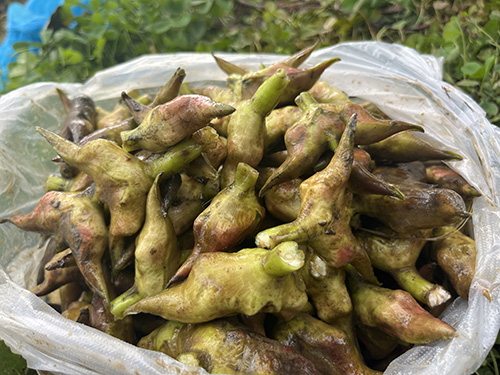 江川野生菱角飘香.jpg 江川野生菱角飘香.jpg