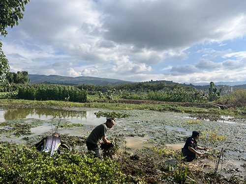 江川野生菱角飘香1.jpg 江川野生菱角飘香1.jpg