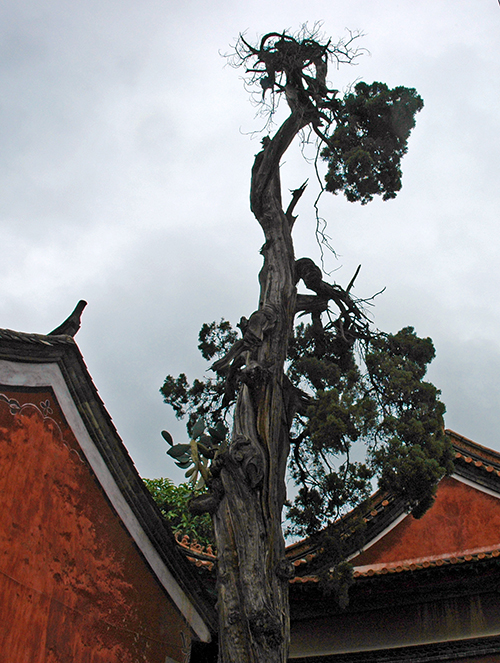 千年古树枯而不倒 “后代”已成参天大树.jpg 千年古树枯而不倒 “后代”已成参天大树.jpg