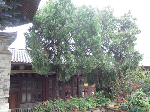 千年古树枯而不倒 “后代”已成参天大树1.jpg 千年古树枯而不倒 “后代”已成参天大树1.jpg